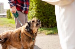 Florida dog bite attorney
